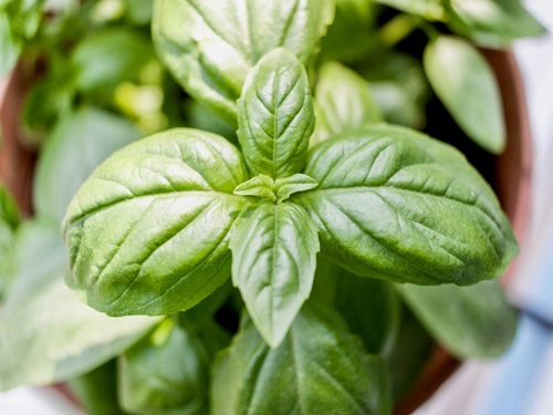 Beta-cariofillene: i potenziali benefici di questo composto naturale
